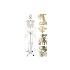 全身人体骨骼模型