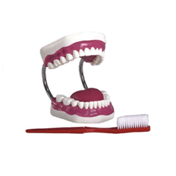 牙护理保健模型（放大5倍）