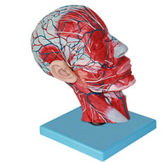头部正中矢状切面附血管神经模型